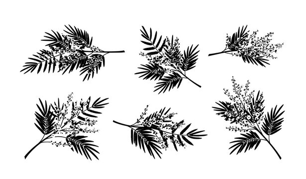 Decorative silver wattle mimosa vector set with yellow flowers and bipinnate leaves