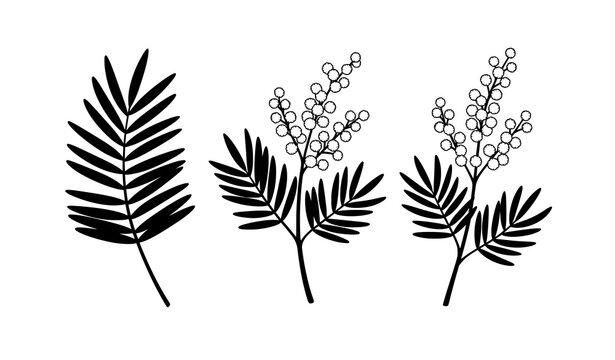 Minimal flat vector set of silver wattle mimosa botanical elements with yellow flowers