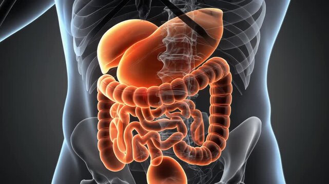 Human Digestive System Anatomy Illustration with Visible Organs.