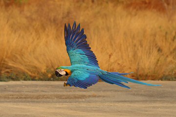 Colorful Blue and Gold Macaw parrot flying in the garden. Free flying bird