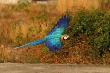 Colorful Blue and Gold Macaw parrot flying in the garden. Free flying bird