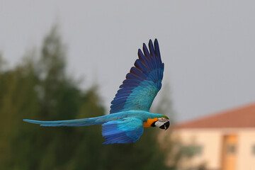Colorful Blue and Gold Macaw parrot flying in the garden. Free flying bird