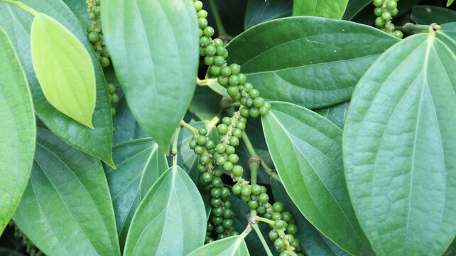 pepper or Piper Nigrum, peppercorn, common pepper	