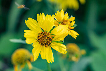 Verbesina encelioides is a flowering plant in the family Asteraceae. golden crownbeard, cowpen daisy, gold weed. Kaʻena Point, Waialua, Honolulu, Oahu, Hawaii. 