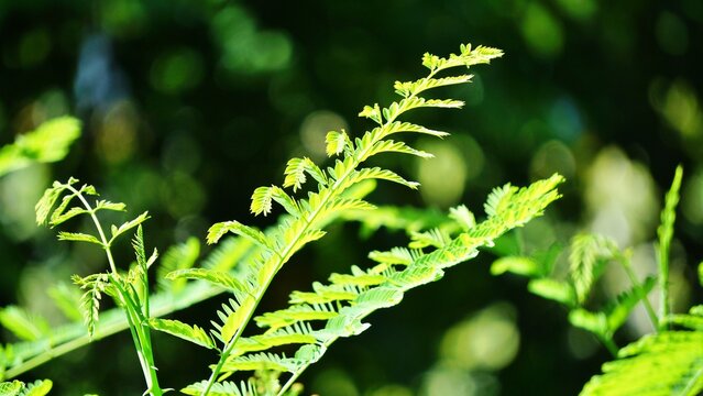 Young Tamarind Tree Leaves (Tamarindus indica) in Natural Sunlight