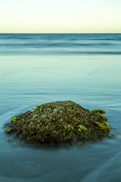 Moeraki boulders boulder draped in algae seaweed on beach