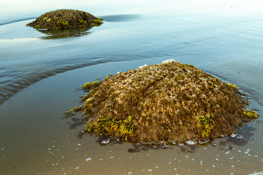 Moeraki boulders draped in algae seaweed on beach