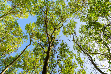 Obraz premium Sunlight filters through a dense tropical mangrove forest canopy, revealing layers of green leaves and tall trees into a clear sky. A calm natural scene balance, growth, and the beauty of nature.