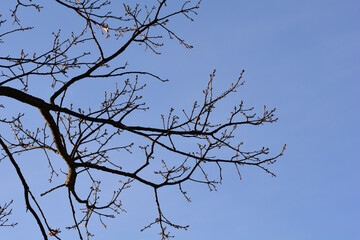 Obraz premium Turkey oak tree branches with buds against blue sky - Latin name - Quercus cerris