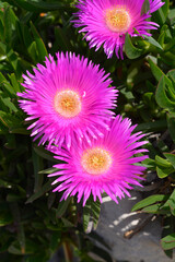 Fototapeta premium Red hottentot fig magenta flowers - Latin name - Carpobrotus acinaciformis