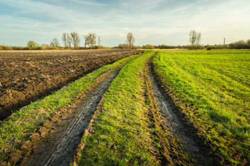 Empty Rural Dirt Path with Tire Tracks in Green Meadow