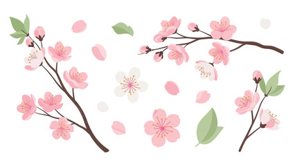 Cherry Blossom Branches and Petals - Spring Floral Illustration