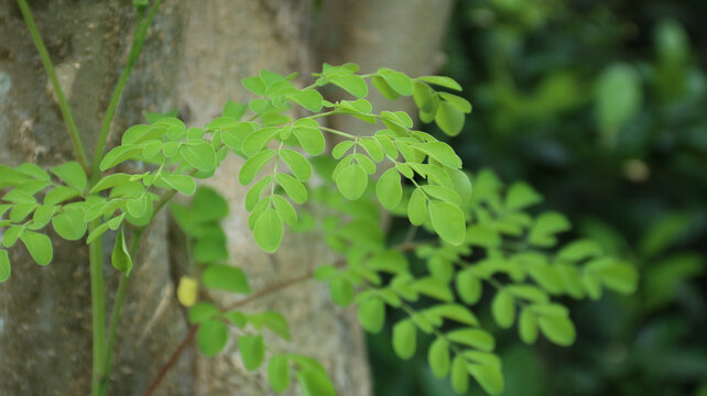 Moringa oleifera is a fast-growing, drought-resistant tree of the family Moringaceae, native to the Indian subcontinent. Common names include moringa, drumstick tree, daun kelor