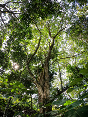 Obraz premium Laban tree trunk and canopy viewed from below, wide angle forest photo in daylight