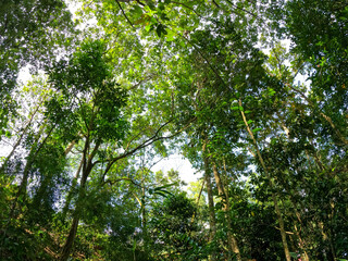 Obraz premium Tropical forest canopy view from below, wide angle photo with natural sunlight