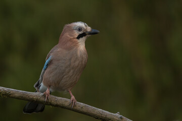 The Eurasian jay is a woodland bird that occurs over a vast region from western Europe and north-west Africa to the Indian subcontinent
