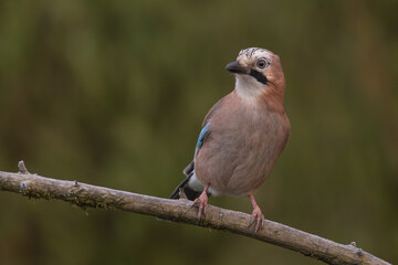 Obraz premium The Eurasian jay is a woodland bird that occurs over a vast region from western Europe and north-west Africa to the Indian subcontinent