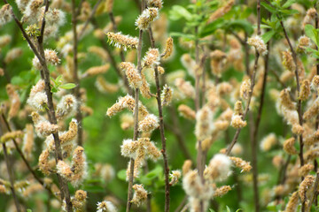 Close-up of many spring catkins