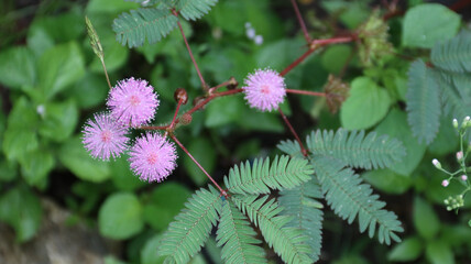 Mimosa pudica, Neptunia plena shrub plant or touch me not plant or mimosa pudica sensitif plant growing in the garden. 'bunga putri malu' shy plant. pink flower. natural background