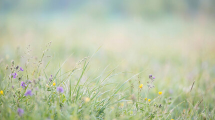 Soft, blurred background of spring nature with fresh green tones. Flowers in the meadow. Copy space.