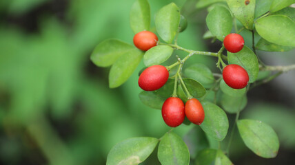 Obraz premium Red Jasmine fruit (Murraya Paniculata) seed or Kemuning