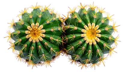 Two spherical cacti with golden spines, top view against a black backdrop