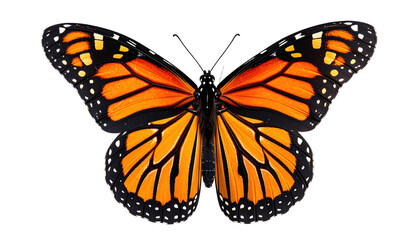 Obraz premium Symmetrical butterfly, vibrant orange and black wings, detailed patterns, isolated black background