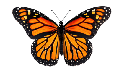 Symmetrical butterfly, vibrant orange and black wings, detailed patterns, isolated black background