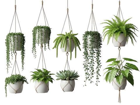 Hanging plants in modern pots, isolated on transparent background