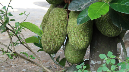 Cempedak (Artocarpus integer) is a tropical fruit tree known for its large, fragrant fruit.	