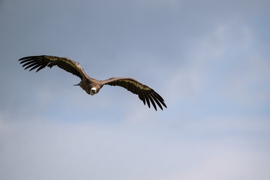 Geier im Flug