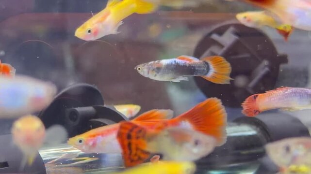 A lively group of Guppies swims energetically through a freshwater aquarium, displaying their colorful fins and active behavior.