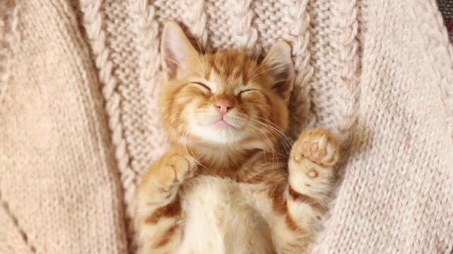 4k Cute ginger kittens sleeping on a blanket. Cat's dream. The concept of Happy adorable feline pets.