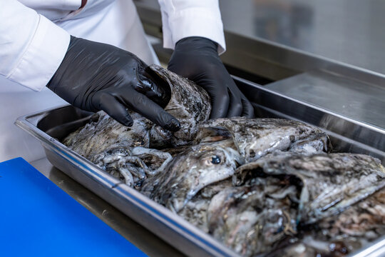 Gros plan sur un chef portant des gants noirs en train de vider des seiches dans une bassine en inox pour r&eacute;cup&eacute;rer l&rsquo;encre, illustrant une pr&eacute;paration culinaire professionnelle.