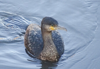 Great Cormorant (Phalacrocorax carbo) on the water