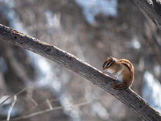 Wild Hokkaido chipmunk perched on a tree branch in Hokkaido, Japan.