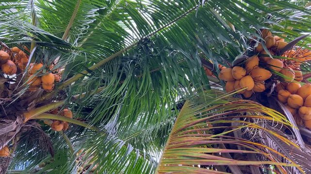 A branch of a tropical tree with coconuts, illuminated by sunlight. Tropical fruits. An orange coconut palm, tropical plants on the streets of Kuala Lumpur. A cluster of coconuts. Exotic vegetation.4К