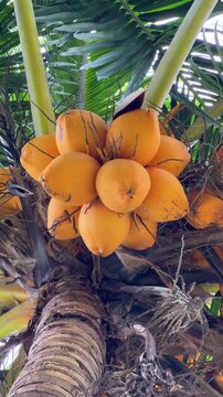 A branch of a tropical tree with coconuts, illuminated by sunlight. Tropical fruits. An orange coconut palm, tropical plants on the streets of Kuala Lumpur. A cluster of coconuts. Exotic vegetation.4К