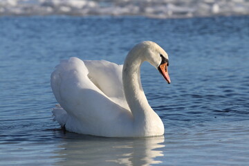 Obraz premium Beautiful swan swimming in sea, ice in the background