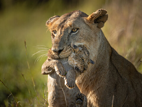 View of a majestic lioness, with piercing amber eyes, carrying her cub gently in her mouth through the golden grasses of the savanna, Narok, Rift valley, Kenya.