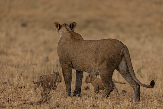 View of a majestic lioness stands guard over her playful cubs in the golden savanna grasses, a timeless scene of wild motherhood, Narok, Rift valley, Kenya.