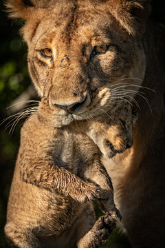 View of a lioness gently carrying her cub, its fur a soft contrast to her own, in a tender moment amid the Kenyan wilderness, Narok, Rift valley, Kenya.
