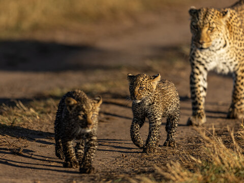 View of a mother leopard and her two cubs stroll across a dirt path amidst the dry grasses, creating a striking contrast of textures and colors, Lolgorian, Rift valley, Kenya.