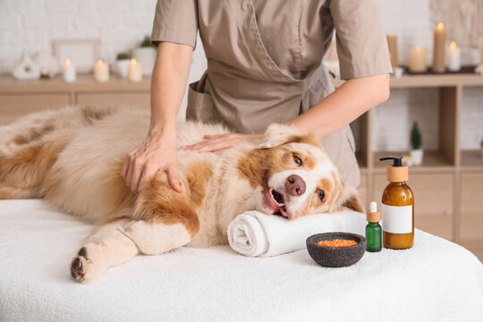 Cute Australian Shepherd dog with cosmetic products having massage on couch in spa salon