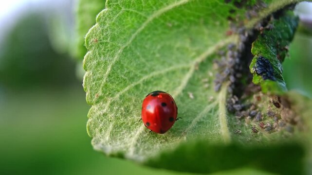 Ladybug and aphid on leaf. Insects pests affect plant, garden and orchard. Eat leaves and fruits of plants. Protection from vermin and diseases. The cycle of life in nature. High quality 4k footage.