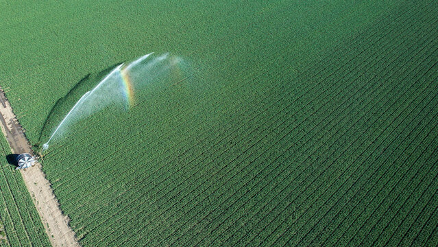 Rotary sprinkler irrigates a vast green crop field from above, spraying water that catches a faint rainbow, showcasing precision farming and resilient water management strategies