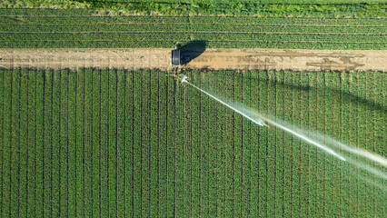 Obraz premium Rotary sprinkler system delivering water to rows of green crops in an agricultural field, illustrating modern irrigation techniques crucial for water management and crop yield