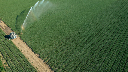 Obraz premium Rotary sprinkler irrigating green agricultural field with water, managing resources for sustainable farming, food production, and climate change adaptation, view from above