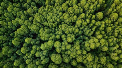 Aerial view of a dense green forest canopy seen from above. Concept Aerial forest canopy, Dense green canopy, Bird's-eye view, Sunlight filtering through leaves, Lush vegetation