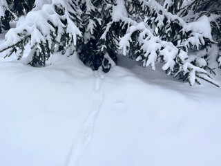Winter.  A snow-covered fir tree. Snow-covered animal tracks. Snowdrifts. 